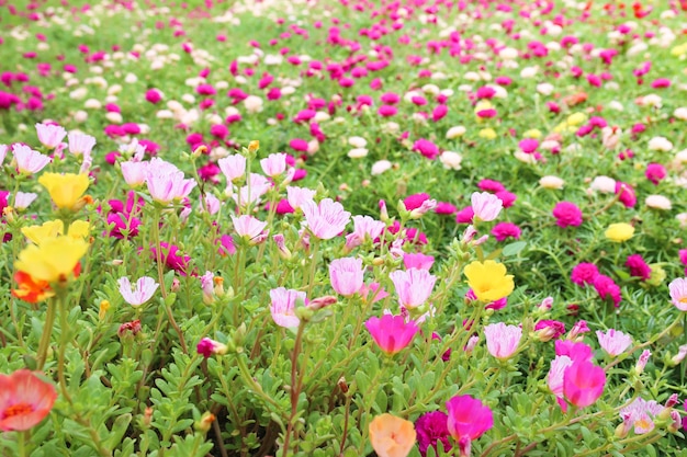 Colorido de musgo rosa portulaca grandiflora rosa japonesa hermosa planta de sol