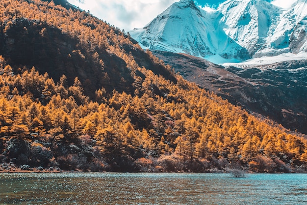 Colorido en otoño bosque y montaña nevada en la reserva natural de Yading, el último Shangri la