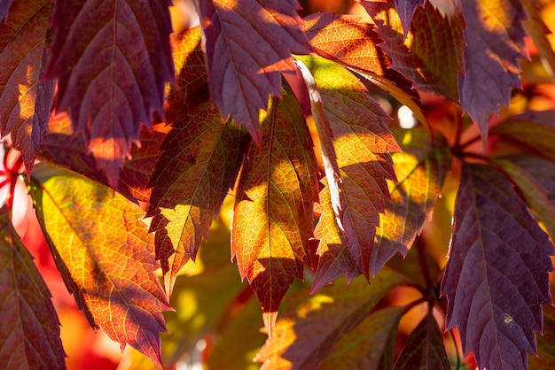 Colorido otoño enredadera de Virginia fondo de uva silvestre cerrar Hermoso fondo pequeña profundidad de campo