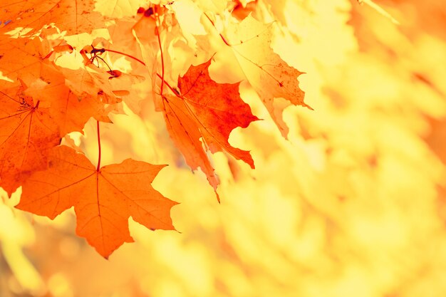 Colorido otoño hojas de arce rama natural.