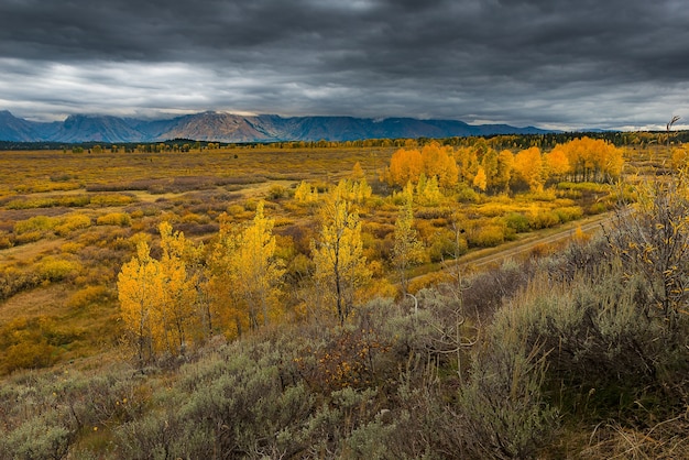 Colorido otoño en el Parque Nacional Grand Teton.