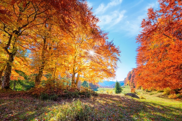 Colorido paisaje de bosque otoñal con sol real y naranjos en la temporada de otoño del prado