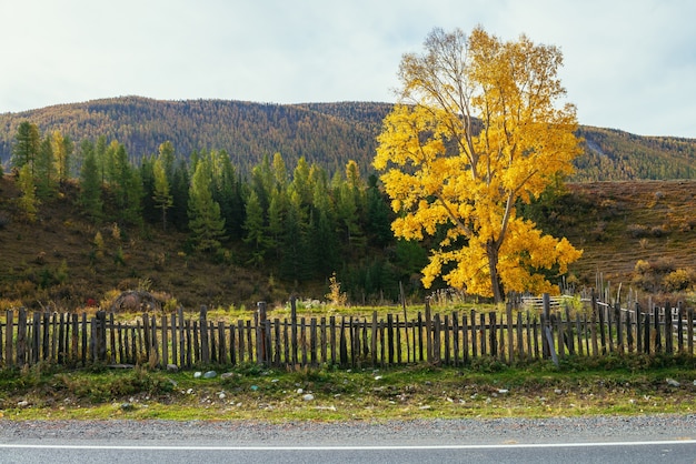 Colorido paisaje otoñal con abedul con hojas amarillas bajo el sol cerca de la carretera de montaña. Paisaje alpino brillante con camino de montaña y árboles en colores otoñales. Carretera en las montañas en tiempo de caída.