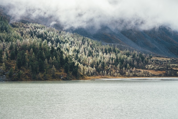 Colorido paisaje otoñal con lago de montaña y bosque de coníferas con escarcha en los árboles en la ladera cubierta de musgo bajo nubes bajas. Vista panorámica de hermosos alerces amarillos con escarcha en la colina entre las nubes.