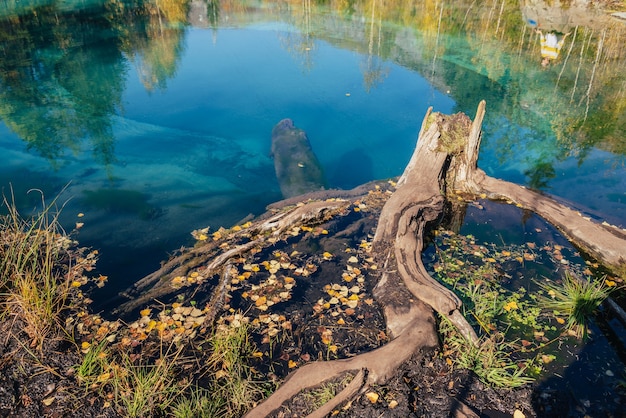 Colorido paisaje otoñal con tocón de árbol en agua clara del lago turquesa con reflejo de árboles amarillos bajo el sol. Lago de montaña en colores otoñales dorados. Lago transparente inusual en época de otoño.