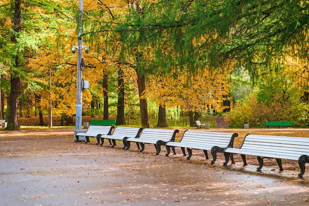 Foto colorido paisaje del parque forestal de otoño