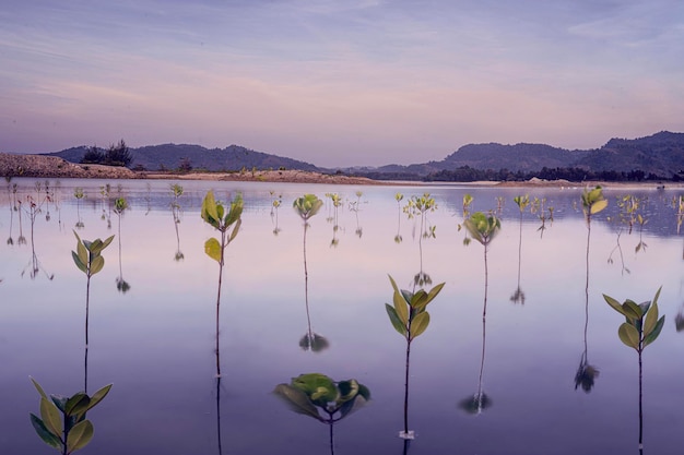 Colorido paisaje púrpura Las plantas crecen del agua del lago cielo claro y montañas