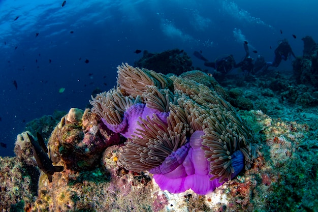 Colorido paisaje submarino con pez payaso anémona en el océano azul profundo