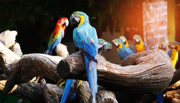 Colorido pájaro guacamayo en rama de árbol