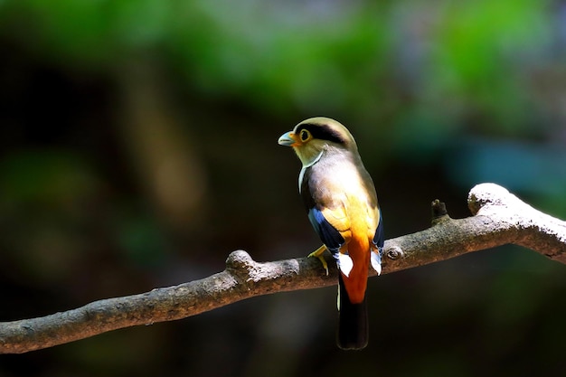 Colorido pájaro de pico plateado posado en una rama de árbol.