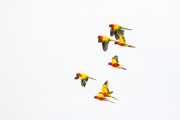 Colorido pequeño de loros volando en el cielo.