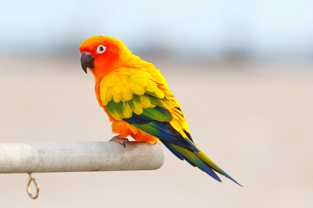 Colorido del periquito de Sun o del loro de Sun conure posado en una rama.