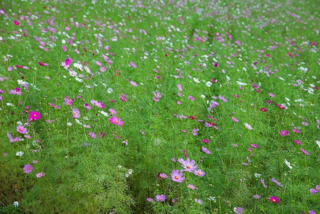 colorido de las plantas de flores Cosmos