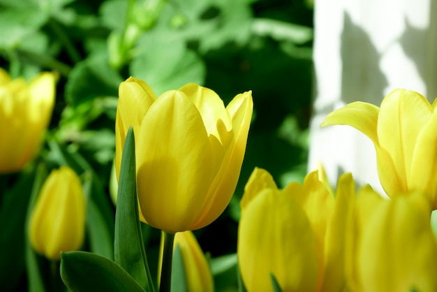 Colorido prado tulipanes naturaleza en primavera, fondo flor de tulipán