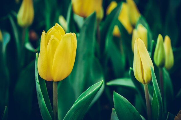 Colorido prado tulipanes naturaleza en primavera, fondo flor de tulipán