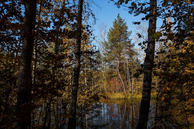 Colorido a principios de otoño en el bosque de pinos con el lago en el noroeste de Rusia.