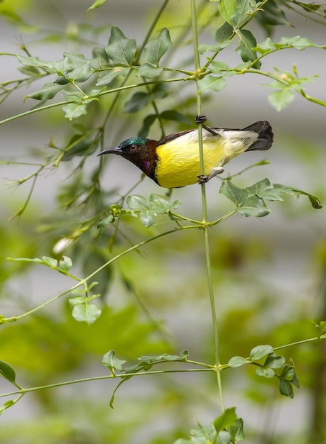 Colorido Purplerumped sunbird closeup vientre vista tiro