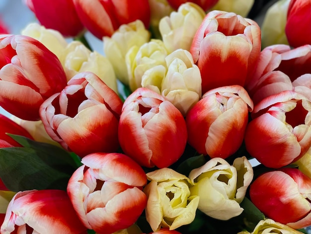 Colorido ramo de coloridos tulipanes, papel tapiz, postal de primavera, natural
