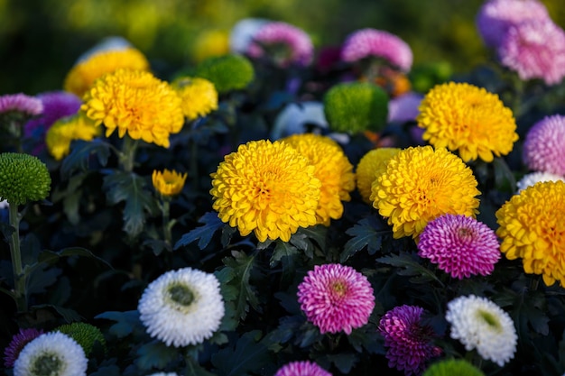 Colorido ramo de flores de dahilia en el jardín