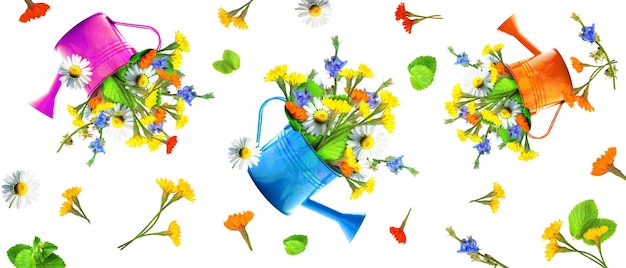 Colorido ramo de flores silvestres en una regadera Concepto de primavera y jardinería