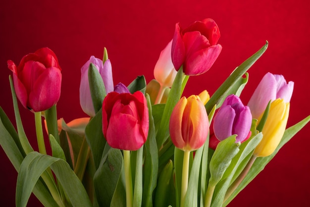 Colorido ramo de flores de tulipán fresco para el día internacional de la mujer