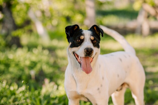 Colorido retrato de joven perro blanco de pie en el jardín con fondo verde borroso y mirando a su dueño