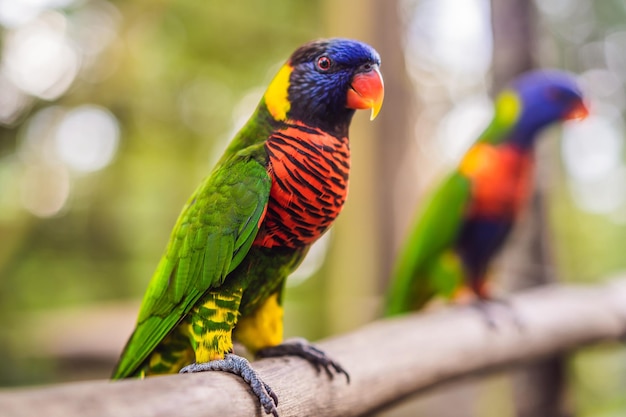 Colorido retrato de loro guacamayo amazónico contra la jungla Vista lateral de loro salvaje sobre fondo verde Vida silvestre y aves tropicales exóticas de la selva tropical como razas de mascotas populares