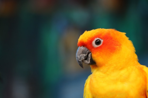Colorido selvagem um papagaio.