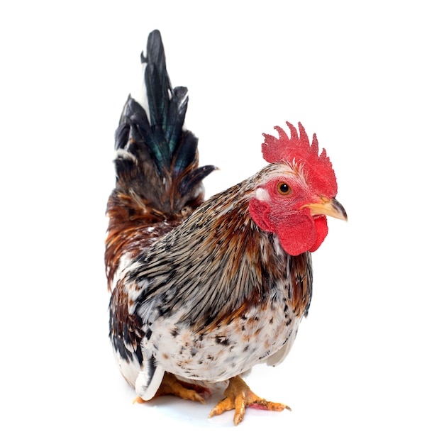 colorido serama rooster