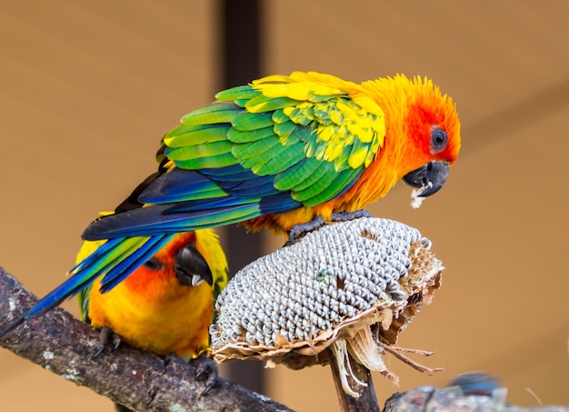 Foto colorido sol conure loro en seco girasol