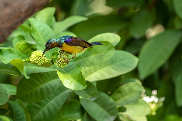 Foto el colorido sunbird de garganta marrón busca comida