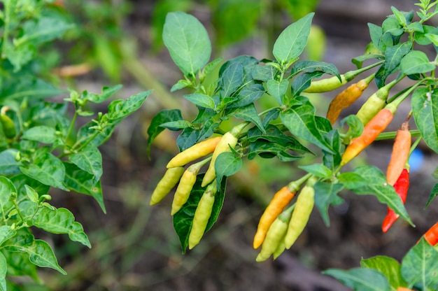Colorido Thai Chili Pepper en rama en plantación
