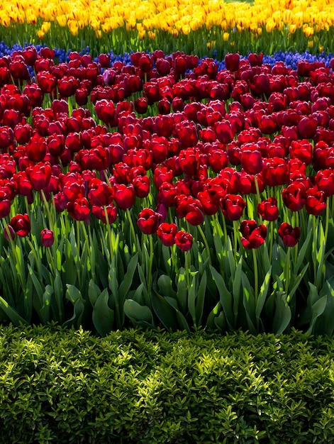 Colorido tulipán flores en el jardín