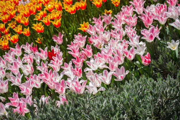 Colorido tulipán flores en el jardín