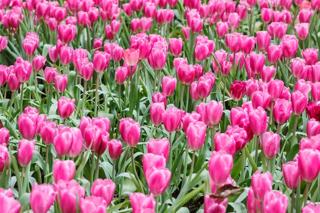 Colorido tulipanes de color rosa en el jardín