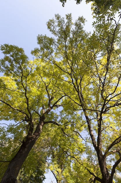 Coloridos árboles de hoja caduca en el otoño del bosque