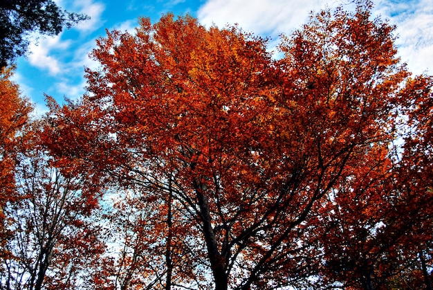 Coloridos árboles y hojas en otoño en el Parque Natural del Montseny en Barcelona, España.