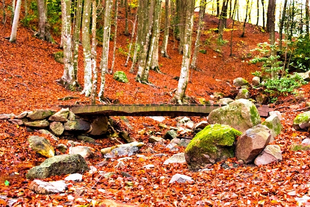 Coloridos árboles y hojas en otoño en el Parque Natural del Montseny en Barcelona, España.