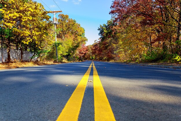 Coloridos árboles de otoño con hojas caídas en un sinuoso camino rural