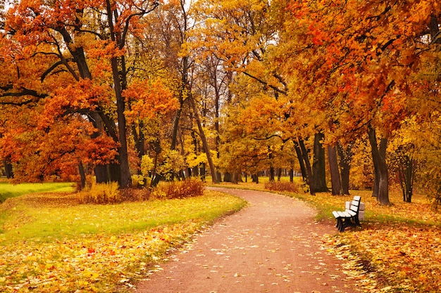 Coloridos árboles de otoño en el parque