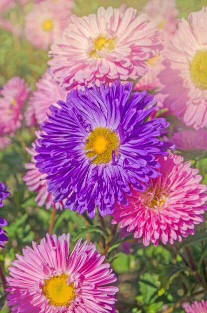 Coloridos ásteres en flor Coloridos y hermosos ásteres de otoño