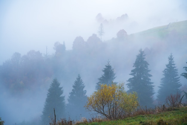 Coloridos bosques densos en las cálidas montañas verdes de los Cárpatos cubiertos con una espesa niebla gris