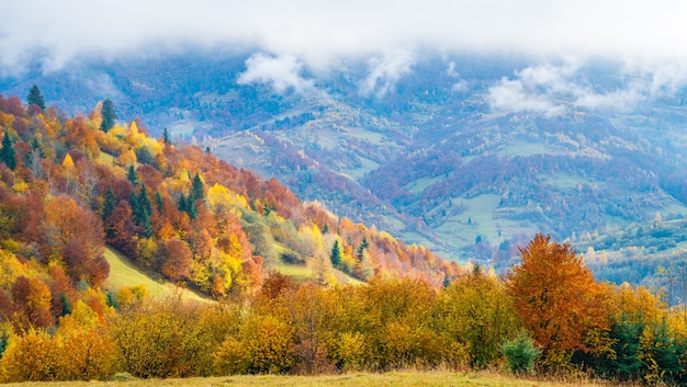 Coloridos bosques densos en las cálidas montañas verdes de los Cárpatos cubiertos con una espesa niebla gris