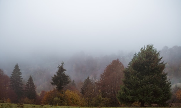 Coloridos bosques densos en las cálidas montañas verdes de los Cárpatos cubiertos con una espesa niebla gris