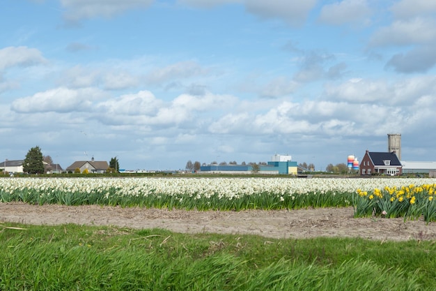 Coloridos campos de flores florecientes de narcisos blancos y amarillos también conocidos como junquillos y narcisos cerca del canal en el campo holandés con casas en el fondo