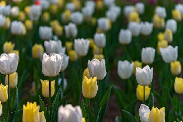 Coloridos campos de flores de tulipanes en la mañana de primavera