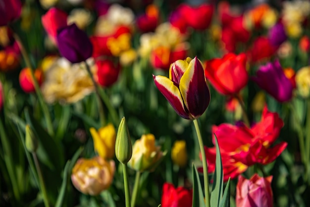 Coloridos campos de flores de tulipanes en la mañana de primavera