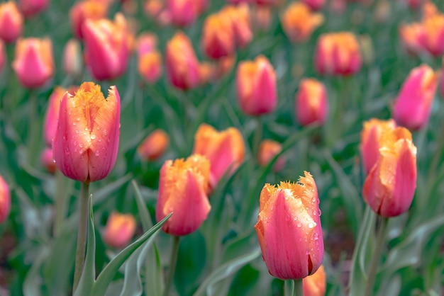 Coloridos campos de flores de tulipanes en la mañana de primavera