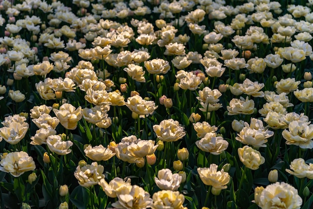 Coloridos campos de flores de tulipanes en la mañana de primavera