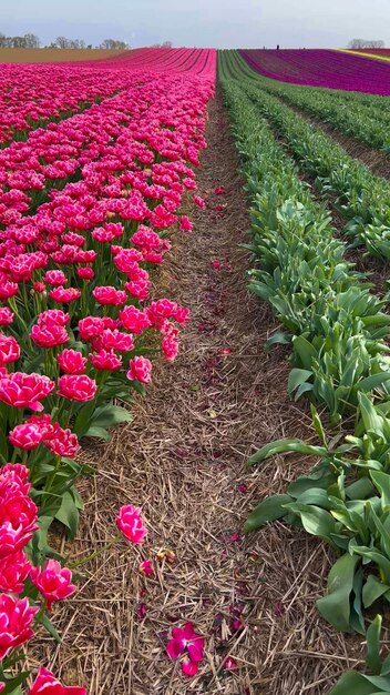 Los coloridos campos de tulipanes en flor en un día nublado en los Países Bajos